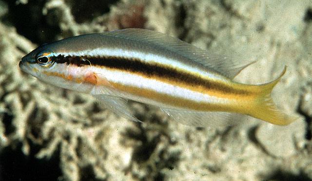 Pseudochromis dixurus (Pseudocromide dalla coda a lira)